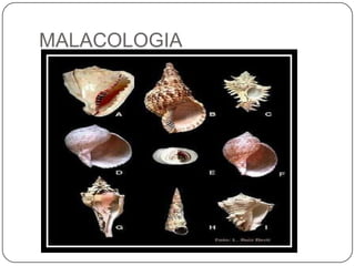 MALACOLOGIA