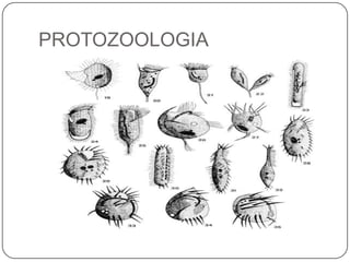 PROTOZOOLOGIA