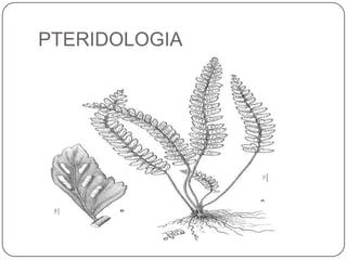 PTERIDOLOGIA