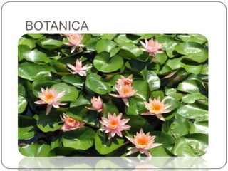 BOTANICA