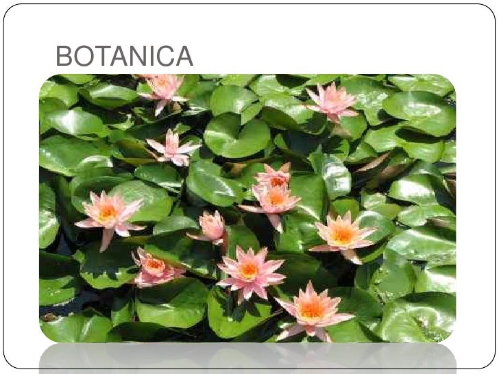 Ramas De La Biologia