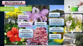 BOTÁNICA
BOTÁNICA
APLICADA
BOTÁNICA
ECONÓMICA
BOTÁNICA
FARMACÉUTICA
Y MÉDICA
VETERINARIA
BOTÁNICA
AMBIENTAL
BOTÁNICA PURA
BOTÁNICA
AGRÍCOLA
BOTÁNICA
TECNOLÓGICA
 HORTÍCOLA
 FLORÍCOLA
 FRUTÍCOLA
GENERAL
BOTÁNICA
FORESTAL
 
