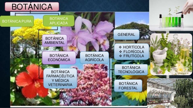 Ramas de la Botánica