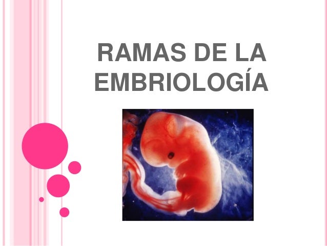 Ramas de la embriología