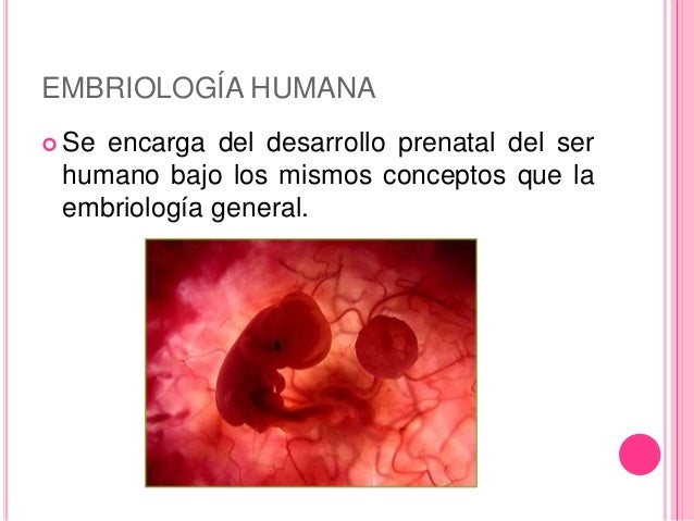 Ramas de la embriología
