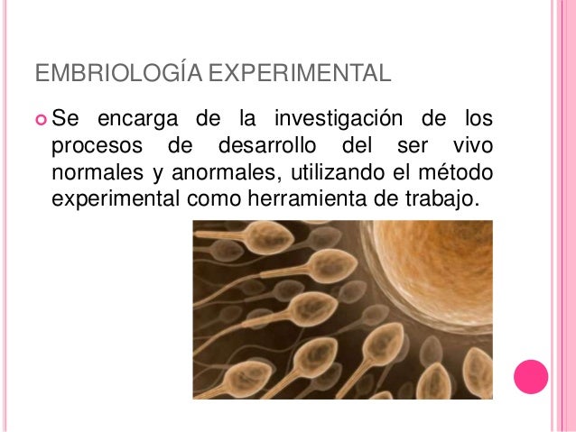 Ramas de la embriología