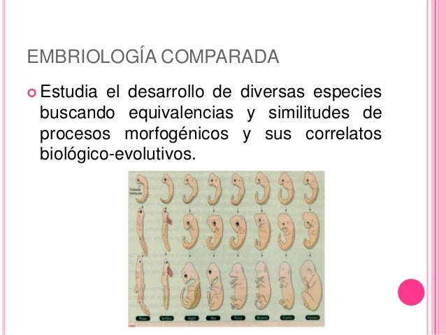 Ramas de la embriología