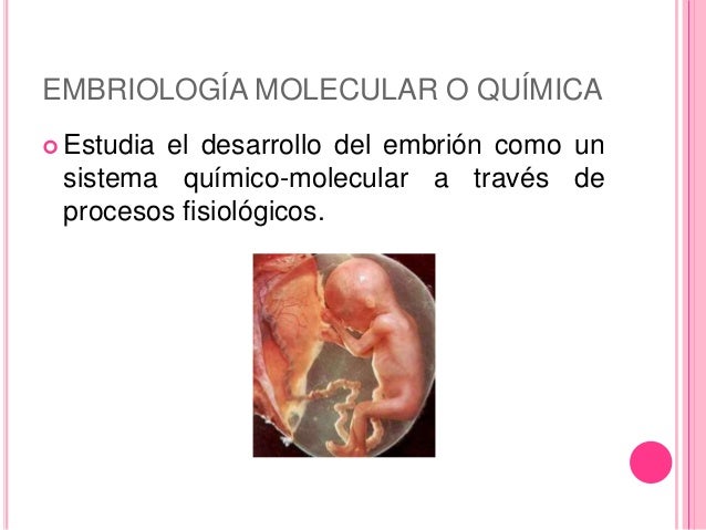 Ramas de la embriología