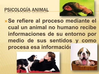 PSICOLOGÍA ANIMAL
Se refiere al proceso mediante el
cual un animal no humano recibe
informaciones de su entorno por
medio de sus sentidos y como
procesa esa información.
 