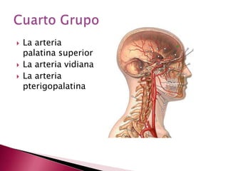 Se distinguen dos ramasprincipales…Segundo grupoTroncocomunEscotadurasigmoideaMaseteroRamas mentoneanaLa ramainsisivavariable