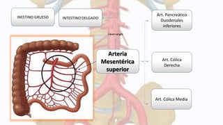 Ramas terminales de la aorta abdominal | PPTX