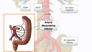 Ramas terminales de la aorta abdominal | PPTX