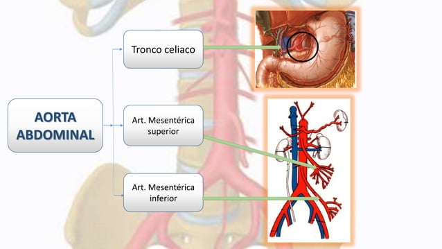Ramas terminales de la aorta abdominal