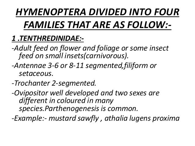 Essay On Order Hymenoptera | Tourism & Leisure essay on order hymenoptera