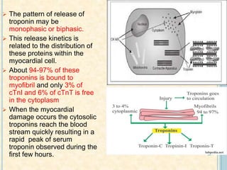  The pattern of release of
troponin may be
monophasic or biphasic.
 This release kinetics is
related to the distribution of
these proteins within the
myocardial cell.
 About 94-97% of these
troponins is bound to
myofibril and only 3% of
cTnI and 6% of cTnT is free
in the cytoplasm
 When the myocardial
damage occurs the cytosolic
troponins reach the blood
stream quickly resulting in a
rapid peak of serum
troponin observed during the
first few hours.
 