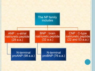 The NP family
includes
ANP : -atrial
natriuretic peptide
(28 a.a.)
N-terminal
proANP (98 a.a.)
BNP : brain
natriuretic peptide
(32 a.a.)
N-terminal
proBNP (76 a.a.)
CNP : C-type
natriuretic peptide
(22 and 53 a.a.)
 