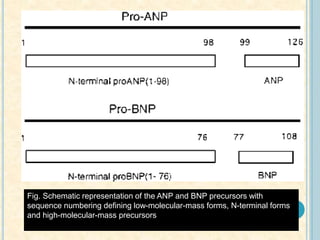 Fig. Schematic representation of the ANP and BNP precursors with
sequence numbering defining low-molecular-mass forms, N-terminal forms
and high-molecular-mass precursors
 
