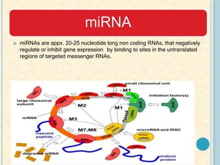 miRNAs are appx. 20-25 nucleotide long non coding RNAs, that negatively
regulate or inhibit gene expression by binding to sites in the untranslated
regions of targeted messenger RNAs.
miRNA
 
