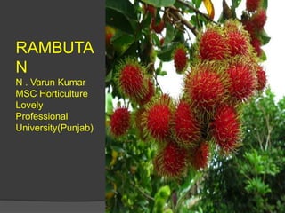 RAMBUTA
N
N . Varun Kumar
MSC Horticulture
Lovely
Professional
University(Punjab)
 