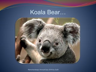 Koala Bear…
Ramchandrapur Annual Quiz 2018 by Qui9
 