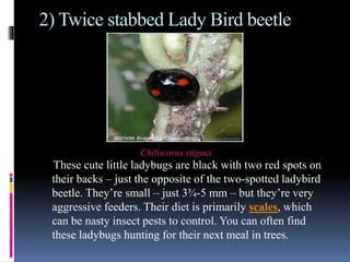 Lady Bird Beetle | PPTX