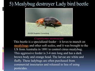 Lady Bird Beetle | PPTX