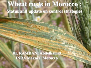 Wheat rusts in Morocco :
Status and update on control strategies
Dr. RAMDANI Abdelhamid
INRA Meknès Morocco
 