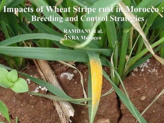Impacts of Wheat Stripe rust in Morocco  :  Breeding and Control Strategies RAMDANI et al. INRA  Morocco 