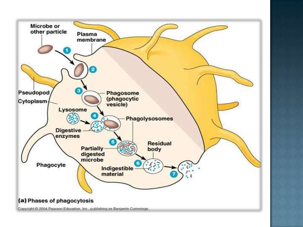 Respiratory burst by Phagocytosis