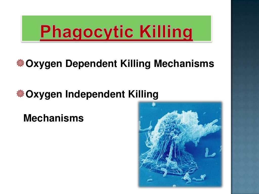 Respiratory burst by Phagocytosis