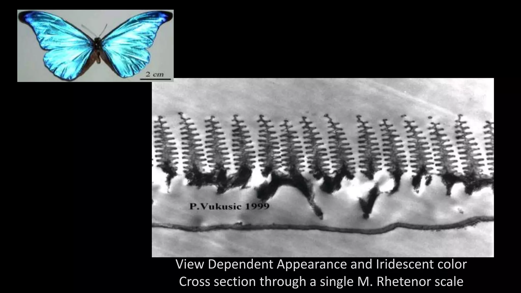 View Dependent Appearance and Iridescent color
Cross section through a single M. Rhetenor scale
 
