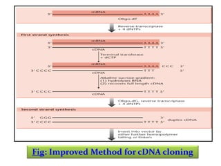 Fig: Improved Method for cDNA cloning

 