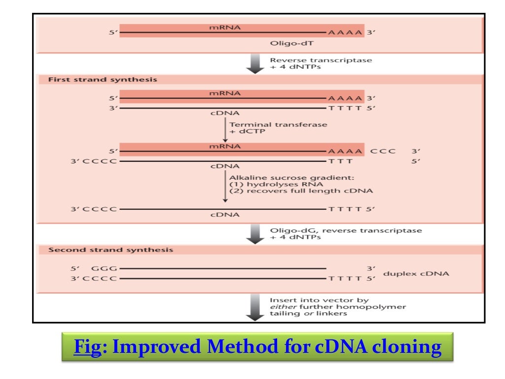 Complementary DNA (cDNA) Libraries