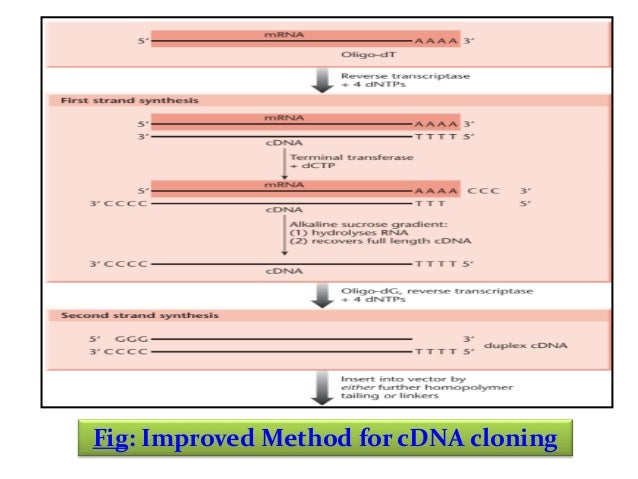 Rinreite Cdna Library Protocols Methods In Molecular Biology