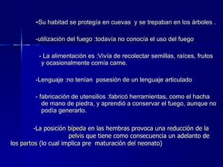 - Su habitad se protegía en cuevas  y se trepaban en los árboles . -utilización del fuego :todavía no conocía el uso del fuego - La alimentación es :Vivía de recolectar semillas, raíces, frutos y ocasionalmente comía carne.  -Lenguaje :no tenían  posesión de un lenguaje articulado  - fabricación de utensilios :fabricó herramientas, como el hacha de mano de piedra, y aprendió a conservar el fuego, aunque no podía generarlo.  -La posición  bípeda   en las hembras provoca una reducción de la  pelvis  que tiene como consecuencia un adelanto de los  partos  (lo cual implica pre  maturación del neonato) 