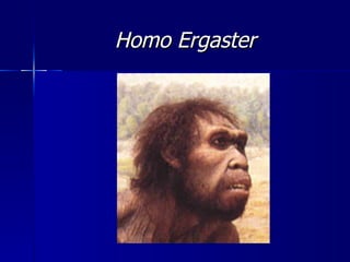 Homo Ergaster 