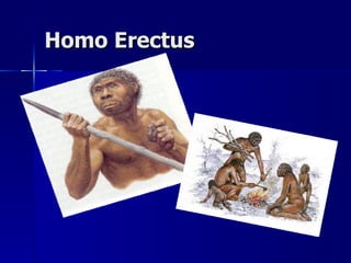 Homo Erectus  