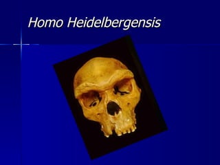 Homo Heidelbergensis 