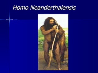 Homo Neanderthalensis 