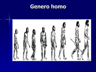 Genero homo 