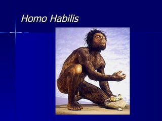 Homo Habilis 