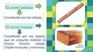 Constituido por los tejidos,
que en conjunto realizan la
misma función celular.
(Tejido muscular y nervioso). 10
El nivel ...