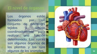 El nivel de órganos
Los órganos están
formados por un
conjunto de diferentes
tejidos y actúan
coordinadamente para
realiza...