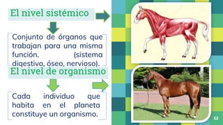 El nivel sistémico
Conjunto de órganos que
trabajan para una misma
función. (sistema
digestivo, óseo, nervioso).
12
El niv...
