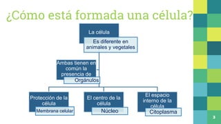¿Cómo está formada una célula?
3
La célula
Es diferente en
animales y vegetales
Protección de la
célula
Membrana celular
E...