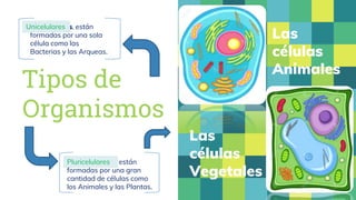 Tipos de
Organismos
Las
células
Animales
Las
células
Vegetales
Unicelulares, están
formadas por una sola
célula como las
B...