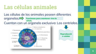 Las células animales
Las células de los animales poseen diferentes
organelos.
Cuentan con un organelo exclusivo: Los centr...