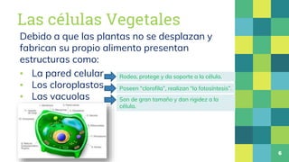 Las células Vegetales
Debido a que las plantas no se desplazan y
fabrican su propio alimento presentan
estructuras como:
▪...