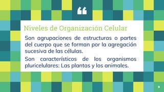 “
9
Son agrupaciones de estructuras o partes
del cuerpo que se forman por la agregación
sucesiva de las células.
Son carac...