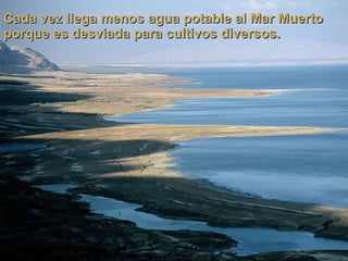 Cada vez llega menos agua potable al Mar Muerto porque es desviada para cultivos diversos. 